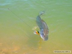 Rapala pike