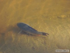 Kliknutím fotografii zvětšíte karp