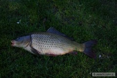 Kliknutím fotografii zvětšíte Kapr 63 cm, 5,80 kg