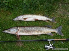 Kliknutím fotografii zvětšíte Štika 83 cm a 67 cm