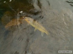 Kliknutím fotografii zvětšíte puntik potocni