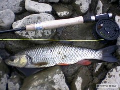 tlou�� 45