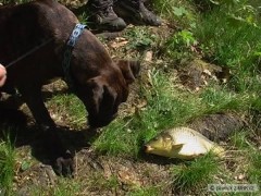 Tygr na ryb�ch