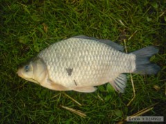Karas 40cm