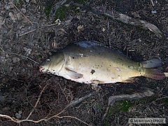 Kliknutím fotografii zvětšíte Kapr 50cm