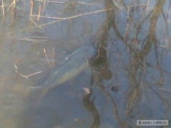 Kliknutím fotografii zvětšíte kaprik
