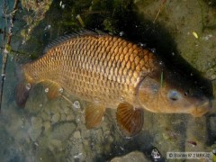 Kapr obecný 55 cm