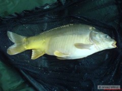 Kliknutím fotografii zvětšíte Feeder je feeder