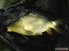 Kliknutím fotografii zvětšíte Feeder je feeder