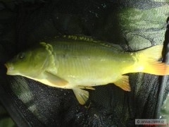 Kliknutím fotografii zvětšíte Feeder je feeder