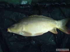 Kliknutím fotografii zvětšíte Feeder je feeder