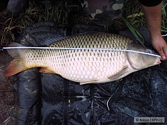 Kliknutím fotografii zvětšíte Kapřík 80 cm