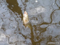 Kliknutím fotografii zvětšíte ocelová voda