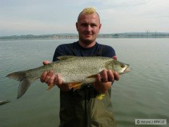 bolen z dyje 63 cm