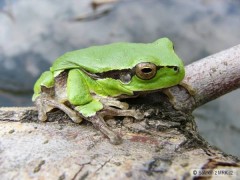 Kliknutím fotografii zvětšíte Krásná rosnička