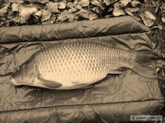 Kliknutím fotografii zvětšíte K-86cm 13kg