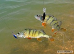Okoun� double