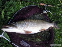�tika 75cm po vyloven�...