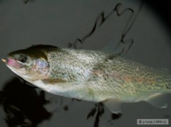 Kliknutím fotografii zvětšíte duhak okolo 35cm