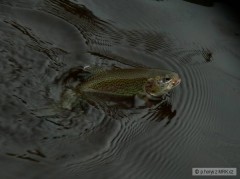 Kliknutím fotografii zvětšíte Jeste jeden duhak