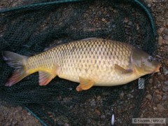 Kliknutím fotografii zvětšíte Kapor 67cm 4,5kg
