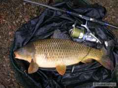Kliknutím fotografii zvětšíte Kapor4,5kg