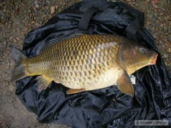 Kliknutím fotografii zvětšíte Kapor 68cm 6kg