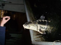 Kliknutím fotografii zvětšíte