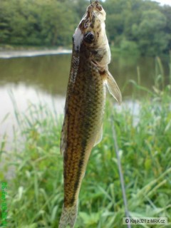 Hrouzek obecný. 15cm. Nahled