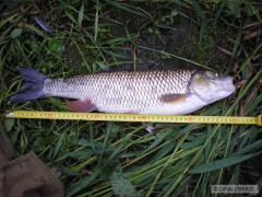 Tlou�� 50 cm
