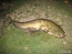 Kliknutím fotografii zvětšíte sumec 175cm, 35kg-Ebro