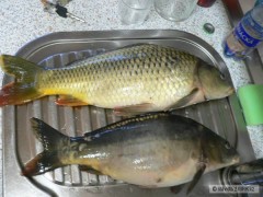 Kliknutím fotografii zvětšíte carps