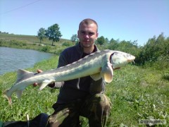 jeseter sib. 115cm 