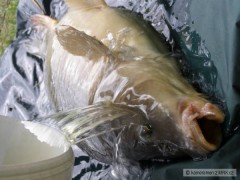 kapr 78cm 9.5kg