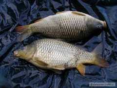 krasny double