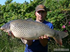 kapr D5 90cm 13,6kg