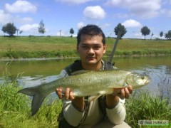bolen 72 cm