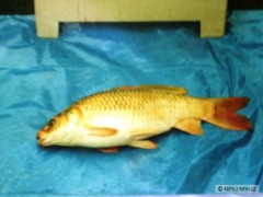 Trochu KOI