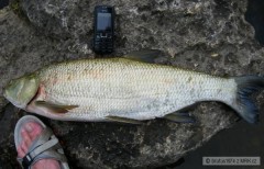 Bole� 72cm, 4kg, 16.6.2009, rieka Nitra NZ