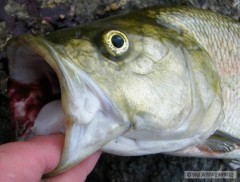 Bole� 72cm, 4kg, 16.6.2009, rieka Nitra NZ