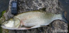 Bole� 72cm, 4kg, 16.6.2009, rieka Nitra NZ