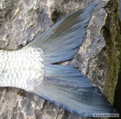 Bole� 72cm, 4kg, 16.6.2009, rieka Nitra NZ