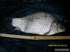 Kliknutím fotografii zvětšíte Karas 36 cm
