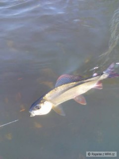 Lipan