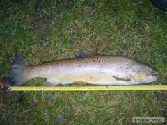 Pstruh obecn�