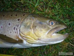 Pstuh obecn�