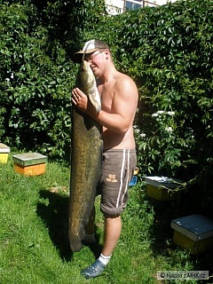 Kliknutím fotografii zvětšíte Sumec 130 cm 15 kg