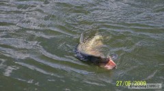 Kliknutím fotografii zvětšíte Alandy květen 2009