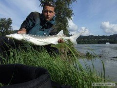 Jeseter-Fraser River-Britska Kolumbie