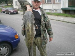 Kliknutím fotografii zvětšíte sumec 145 cm.20 kg.